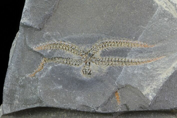 Two Detailed Ordovician Brittle Stars (Ophiura) - Morocco #80255